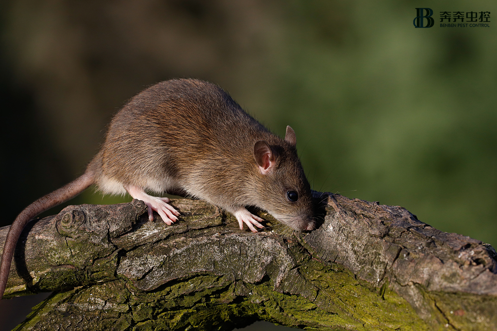【灭老鼠公司】这才是彻底灭鼠的正确姿势!