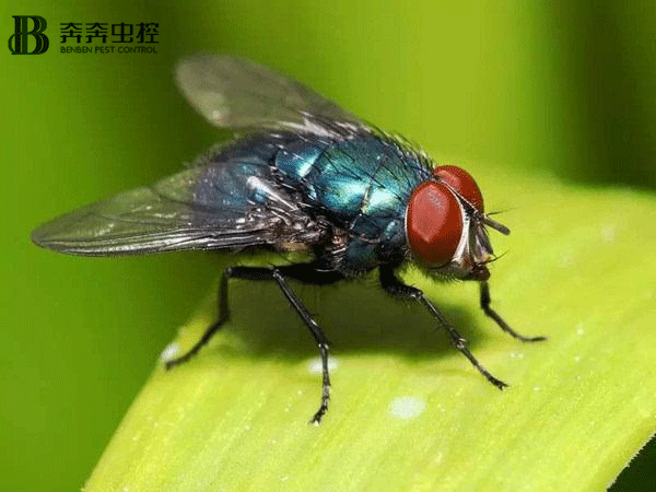 夏天家中苍蝇太多了？上海奔奔教您：轻松把苍