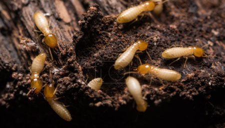 上海除虫:如何区分家里的蚂蚁和白蚁?