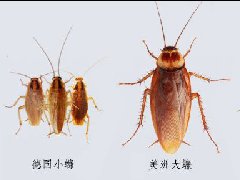 上海除虫：如何防治德国小蠊