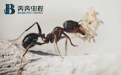 蚂蚁的生活习性及危害