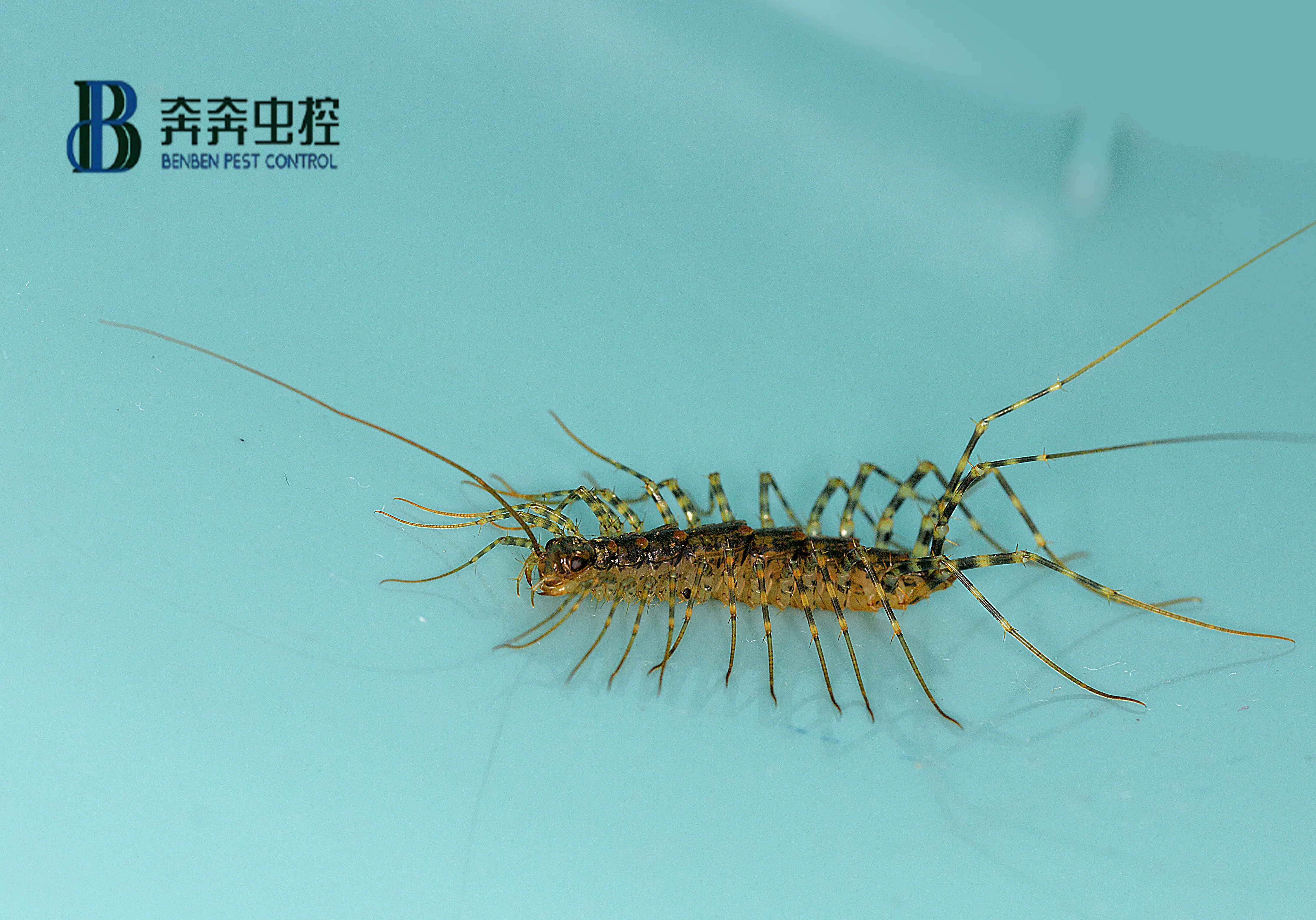 如何防治蚰蜒呢？