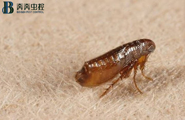 如何消灭跳蚤，一招教你怎么消杀跳蚤
