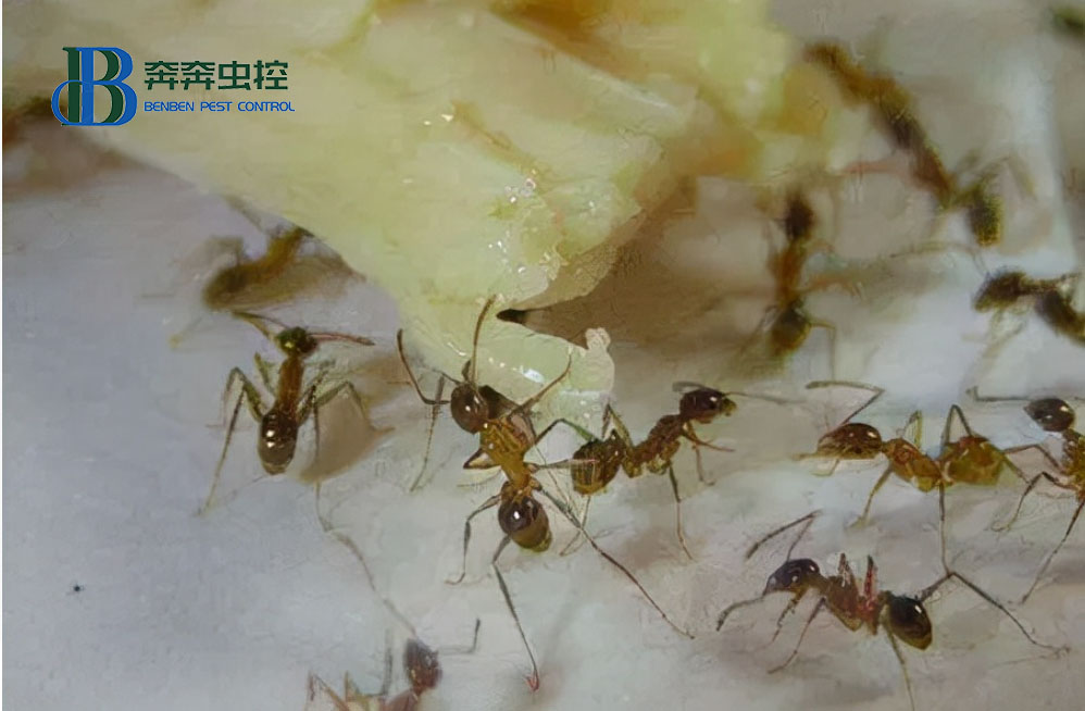 室内有很多蚂蚁怎么办？蚂蚁出现的原因是什么？
