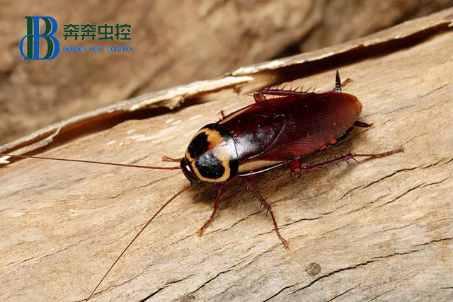 &nbsp;如何确定室内蟑螂感染的高低程度