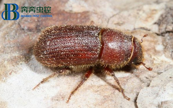 如何消灭&ldquo;木老虎&rdquo;粉蠹虫？
