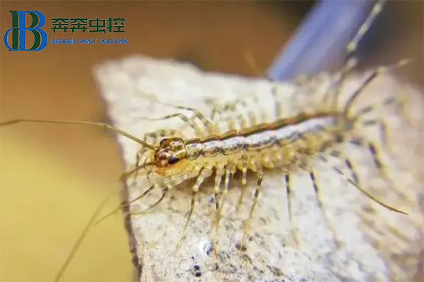 家里出现蚰蜒怎么去除？