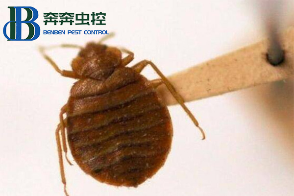 如何灭治臭虫