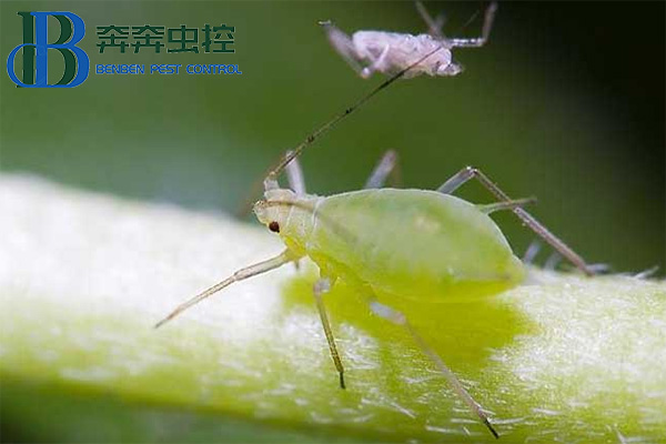 如何防治蚜虫？
