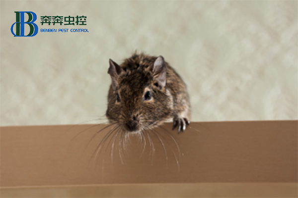 家里有老鼠入侵，家庭如何灭鼠？