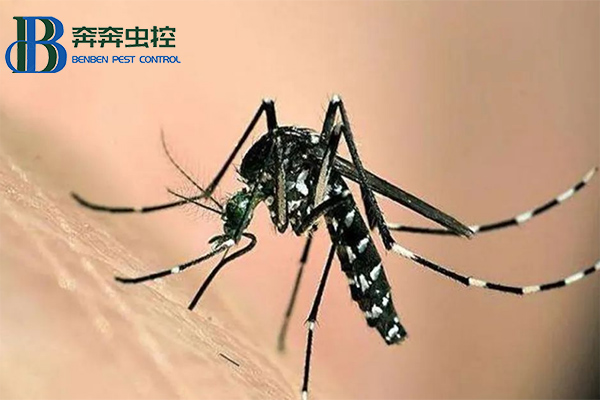 灭蚊的小妙招
