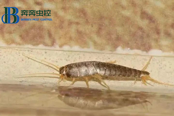 夏季如何控制及预防衣鱼虫？
