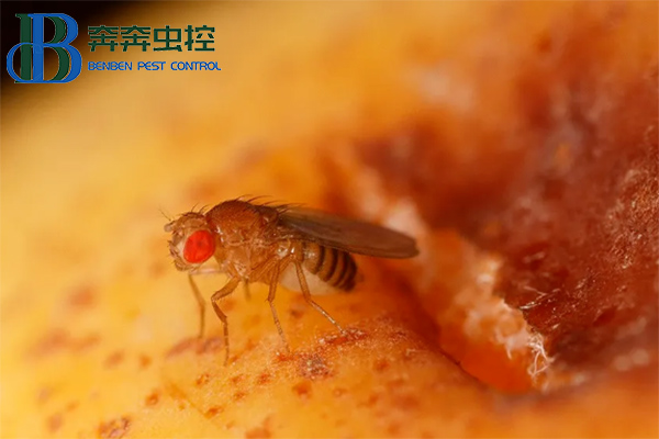 果蝇的危害与防治，果蝇怎么消灭？