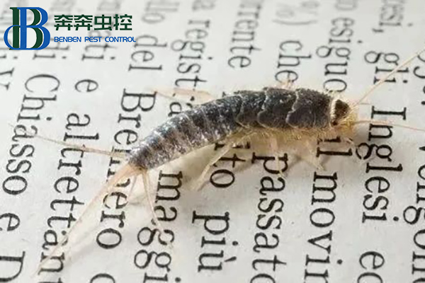 衣鱼虫是怎么滋生的？