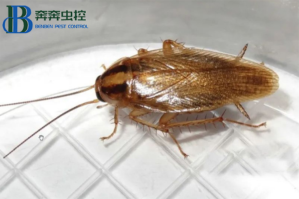 蟑螂的种类