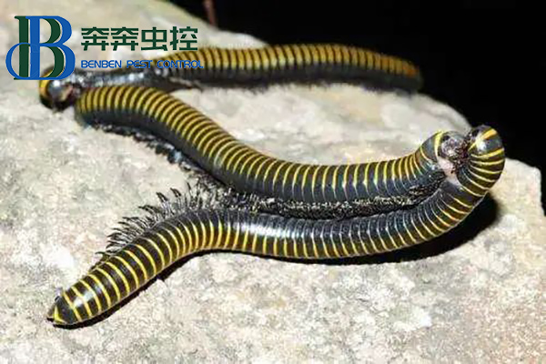 为什么会大量出现马陆？