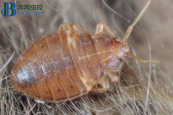 臭虫有什么危害?如何消灭臭虫?