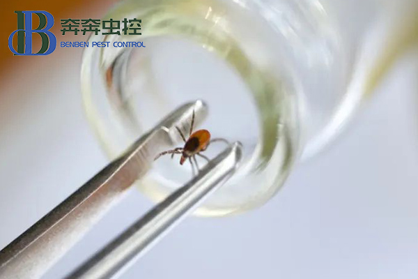 亲近大自然,谨防被蜱虫“叮”上