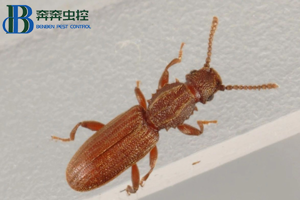 锯谷盗有危害吗?如何防制?