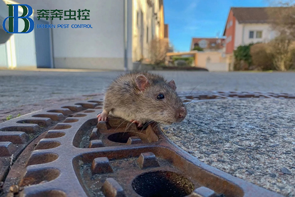 灭老鼠有效的方法有哪些?
