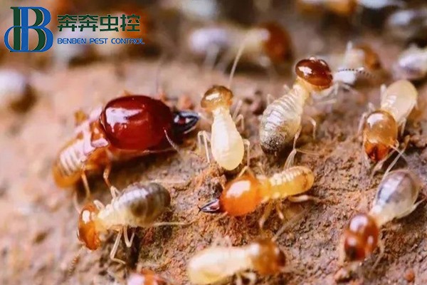 家中出现白蚁怎么办?上海虫控公司来告诉你!