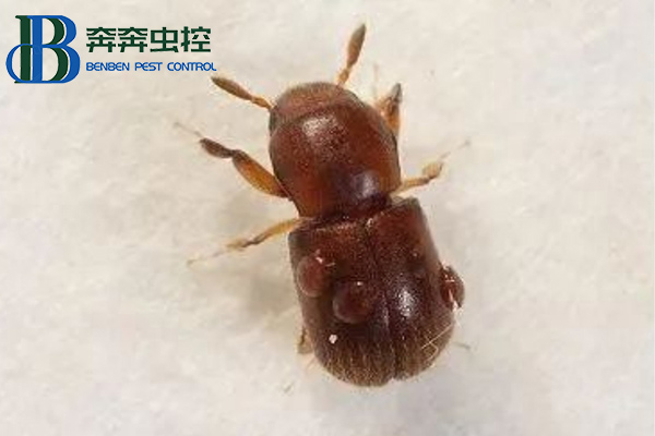 家里木材上发现蛀虫怎么办?