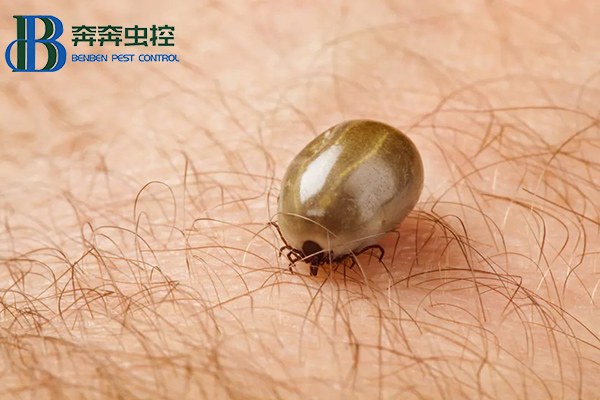 “小黑点,大危害”,蜱虫叮咬怎么办?