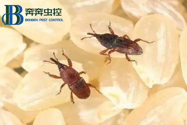 大米中的米象虫能吃吗?