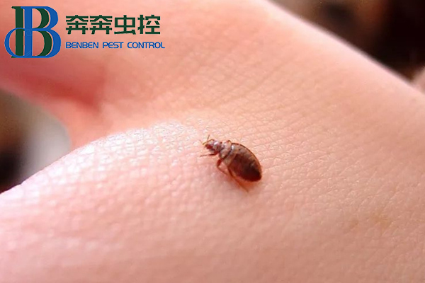吸血床虱又出现了!多国爆发,已蔓延至亚洲!