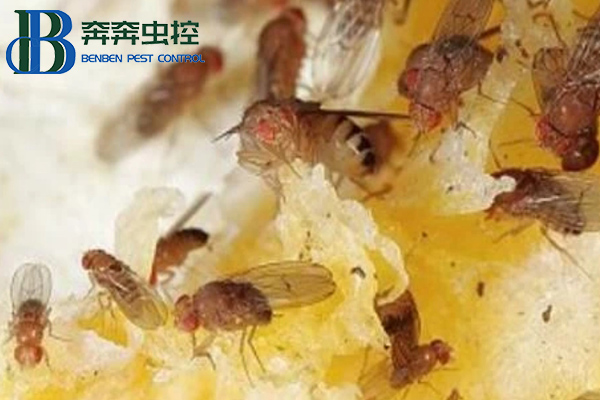 放在家里的水果总是有飞虫,果蝇该如何消灭?
