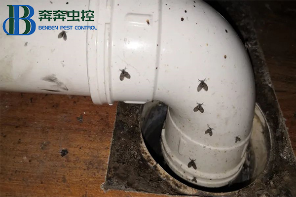 卫生间里来了蛾蠓怎么办?
