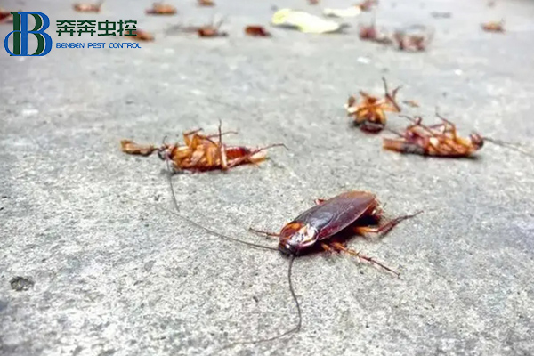 蟑螂这么强,怎样才能彻底消灭蟑螂?