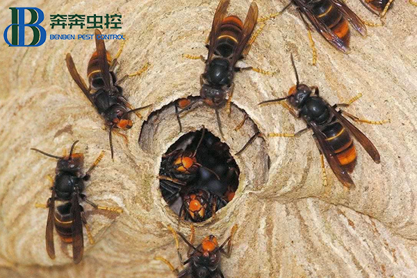 怎样避免马蜂被袭击?