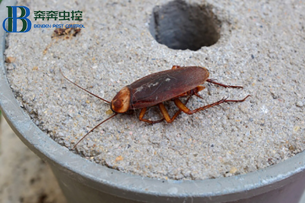 蟑螂这么强,怎样才能彻底消灭蟑螂?