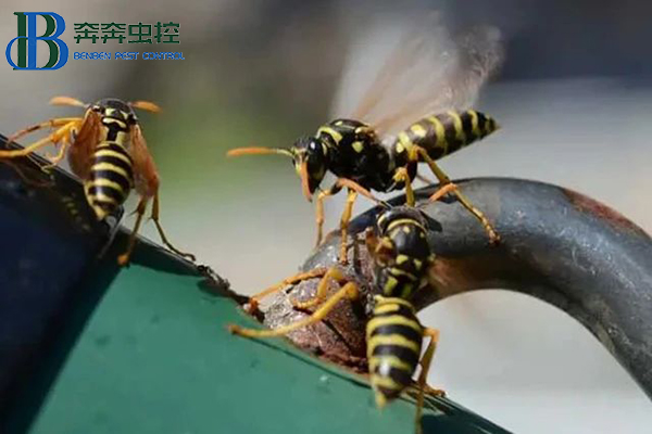 &ldquo;马蜂来袭，如何自保？&rdquo;请收好这份安全&ldquo;锦囊&rdquo;!