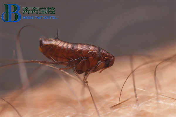 小小害虫,大大麻烦