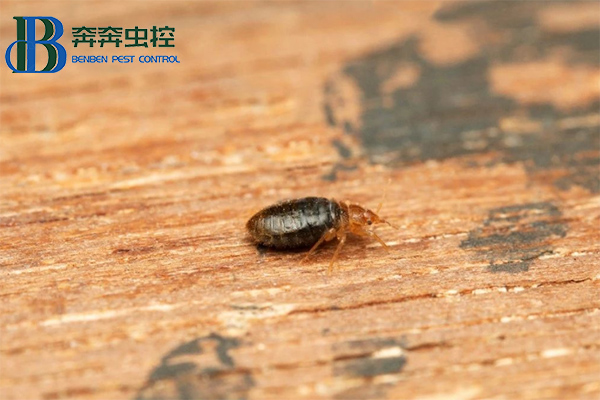臭虫不可怕,教你消灭他