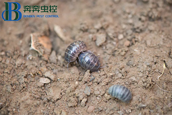 守护生活空间，远离鼠妇困扰