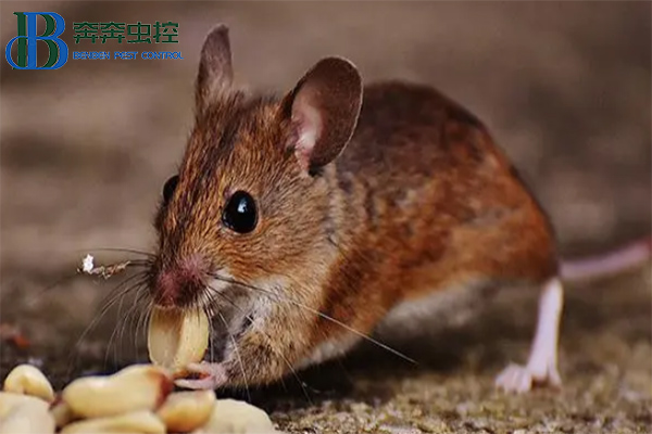 冬日灭鼠攻略