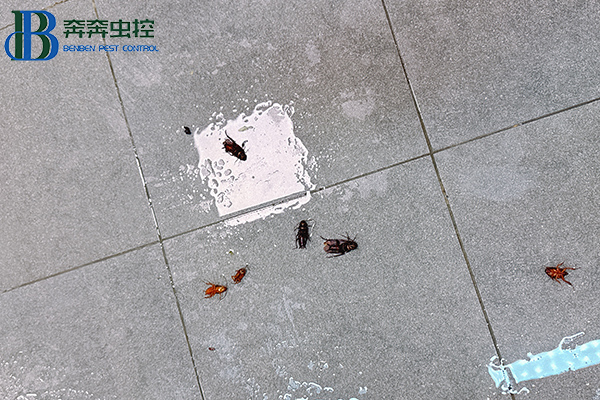 气温升高！家中&ldquo;小强&rdquo;出没！
